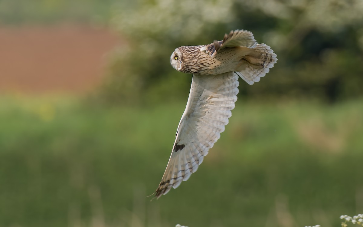 Short-eared Owl - ML618887005