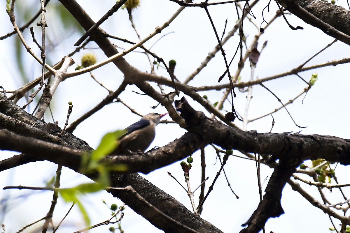 Velvet-fronted Nuthatch - ML618887018