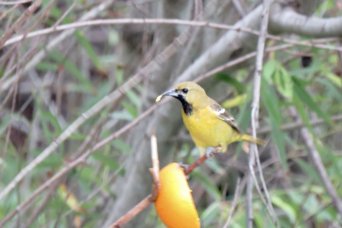 Orchard Oriole - ML618887039
