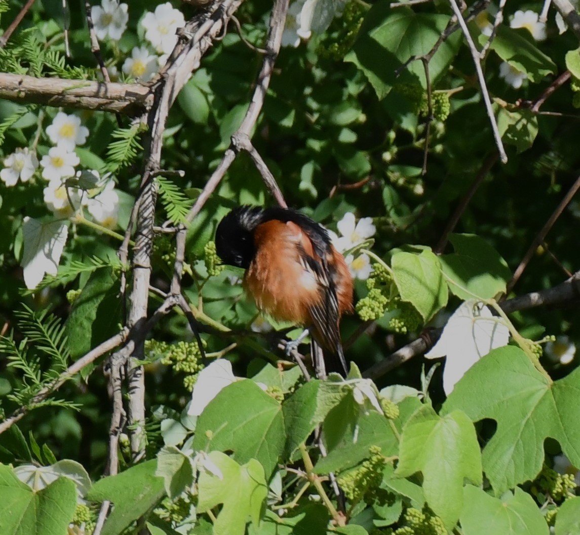 Orchard Oriole - ML618887040