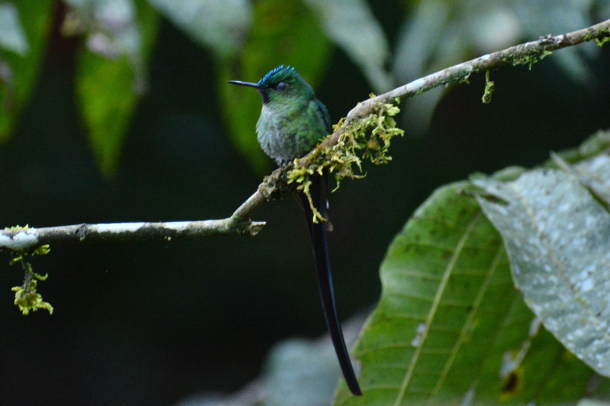Long-tailed Sylph - ML618887043