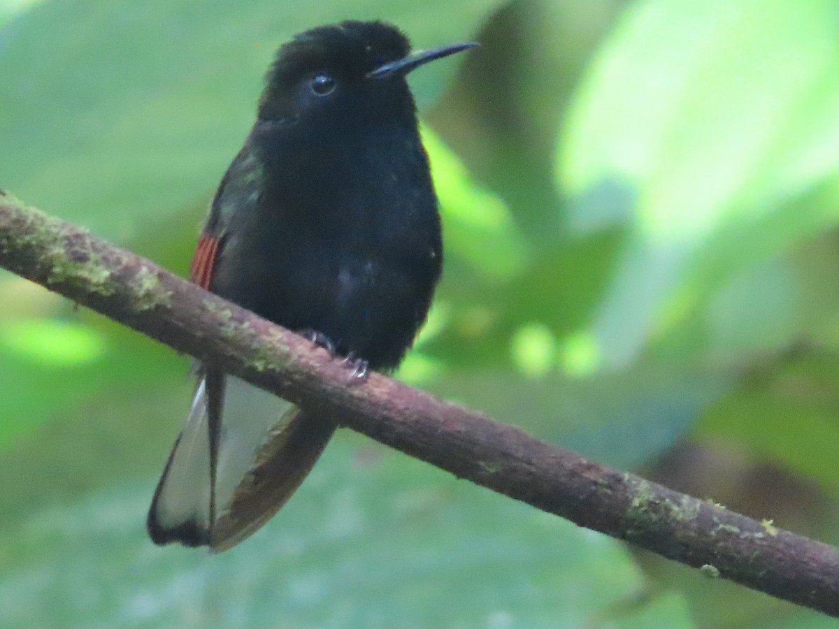 Black-bellied Hummingbird - ML618887090