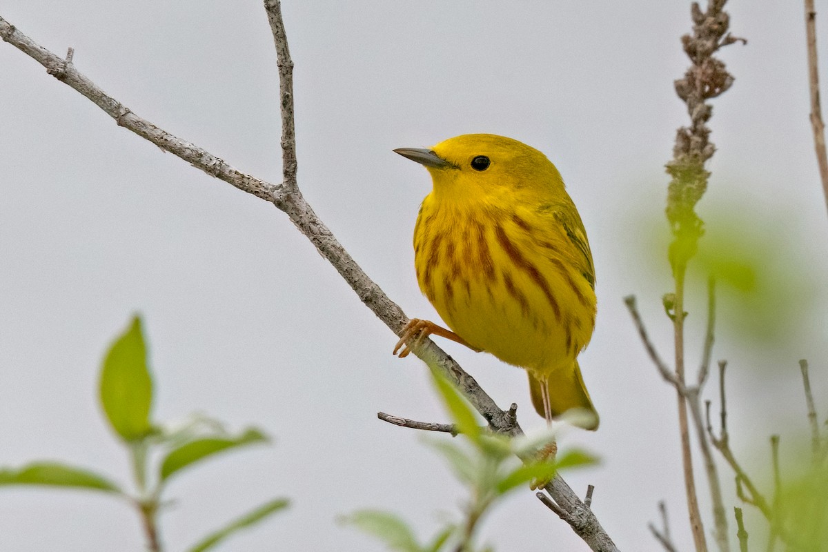 Yellow Warbler (Northern) - Sue Barth