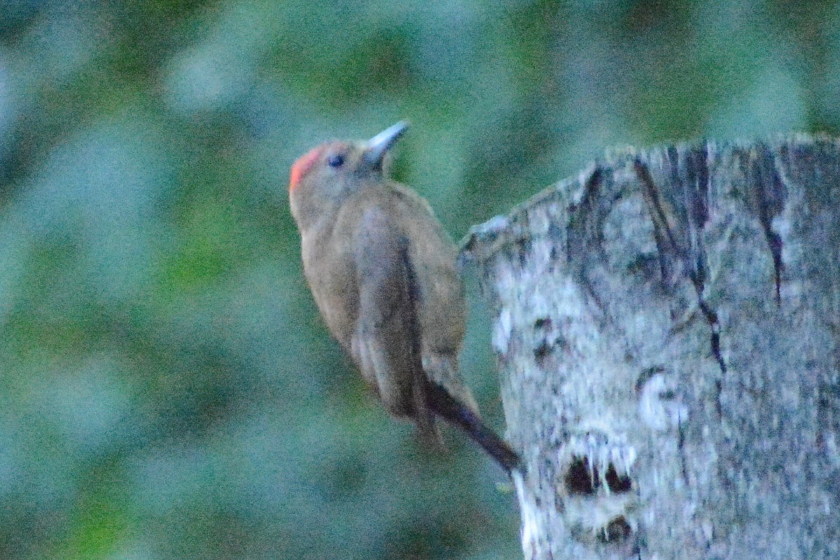 Smoky-brown Woodpecker - ML618887133