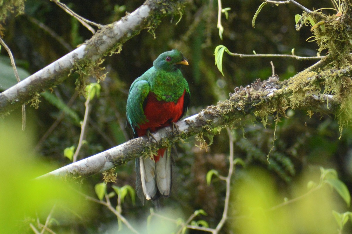 Crested Quetzal - ML618887211