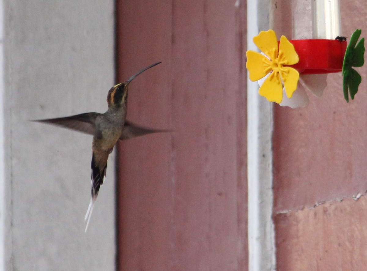 kolibřík šupinkohrdlý - ML618887241