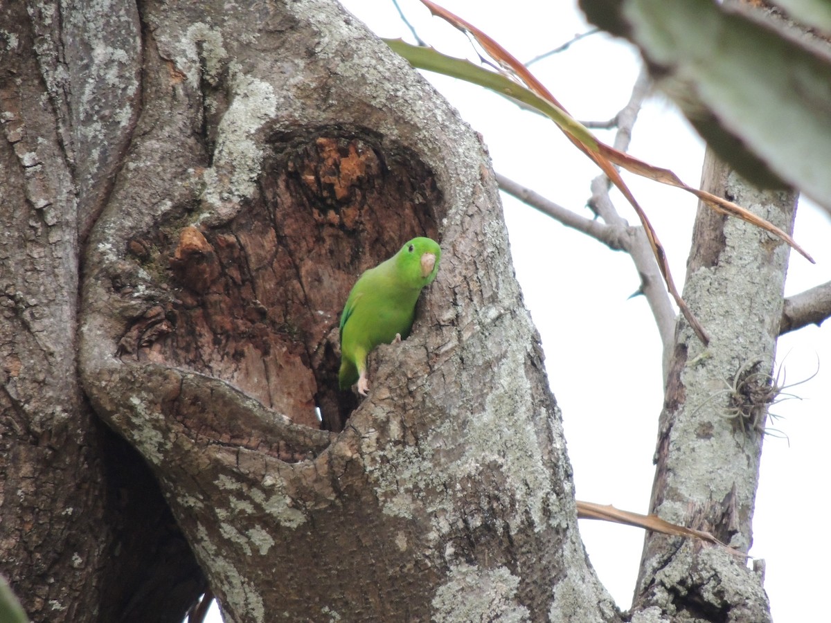 Yeşil Sokumlu Serçe Papağanı - ML618887253