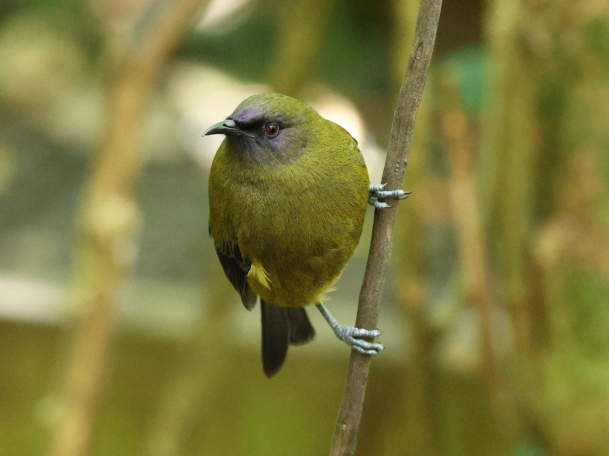 New Zealand Bellbird - Mark Newsome