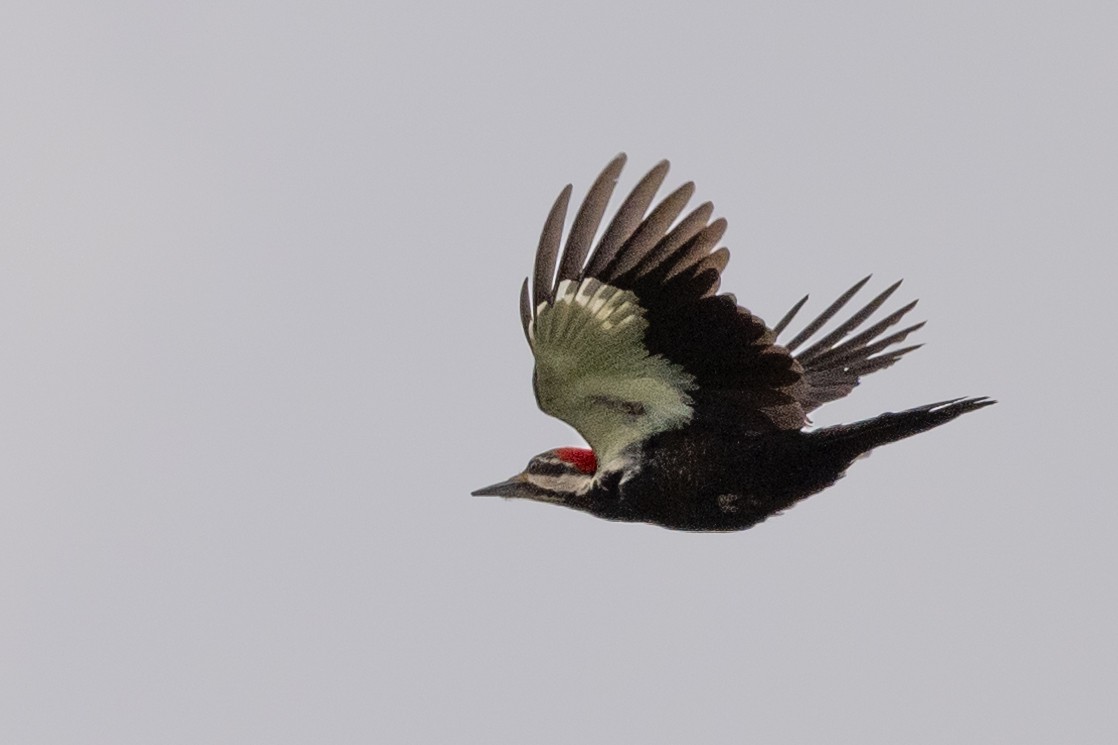 Pileated Woodpecker - Alan Middleton