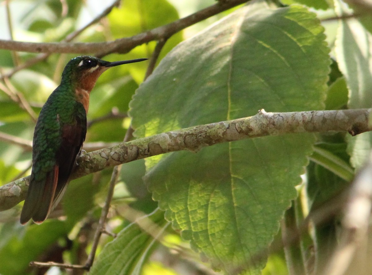 kolibřík brazilský - ML618887394