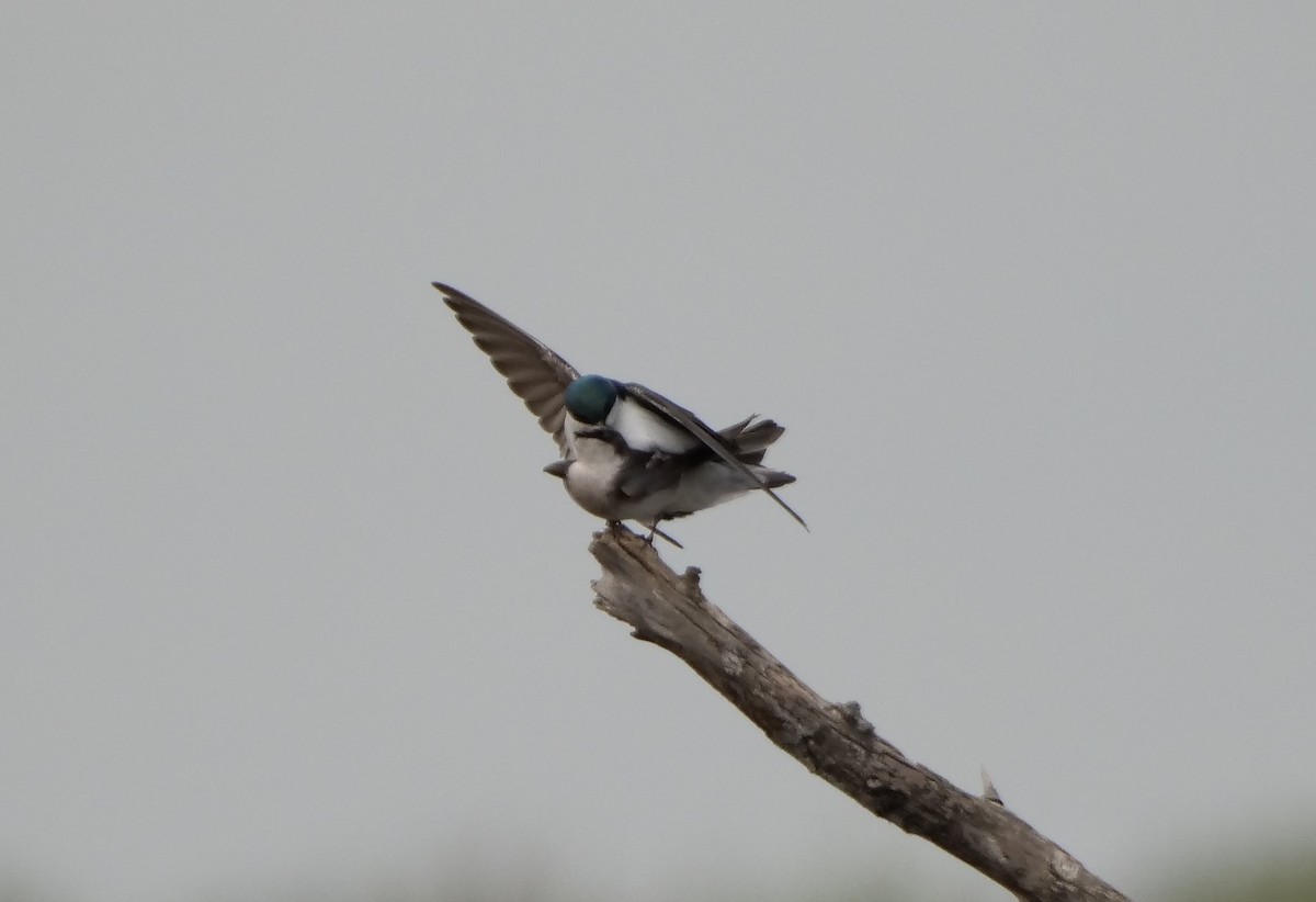 Tree Swallow - Richard Pariseau