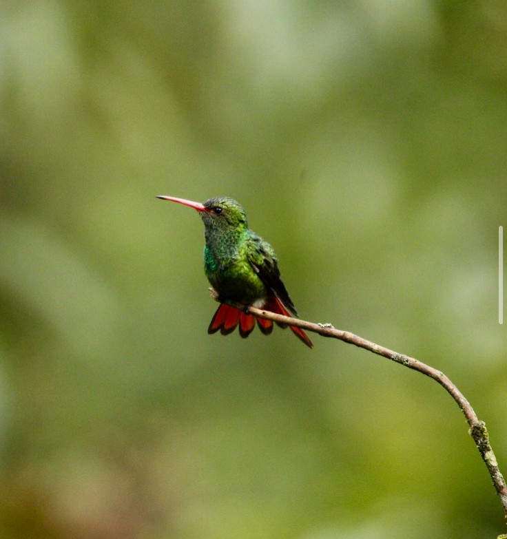 Rufous-tailed Hummingbird - juan Mauricio pineda perez