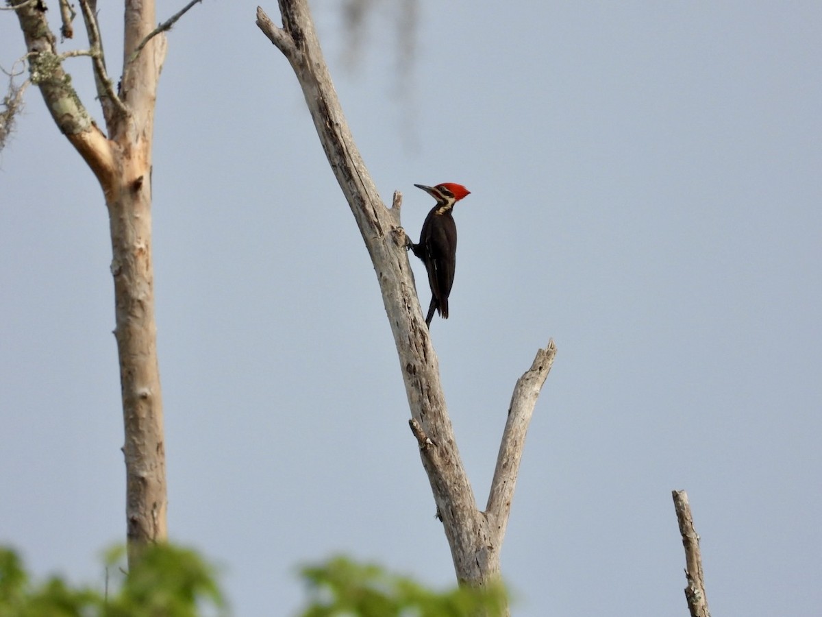 Pileated Woodpecker - Elizabeth Stakenborg