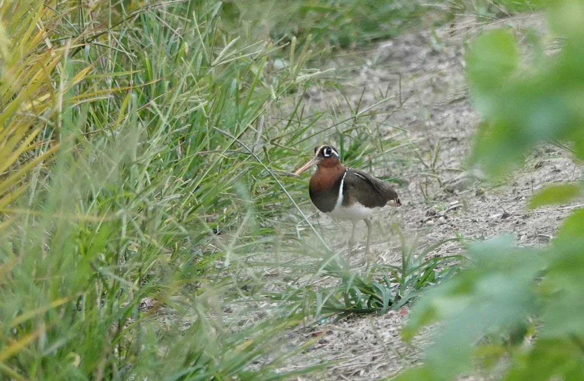 Greater Painted-Snipe - ML618887490