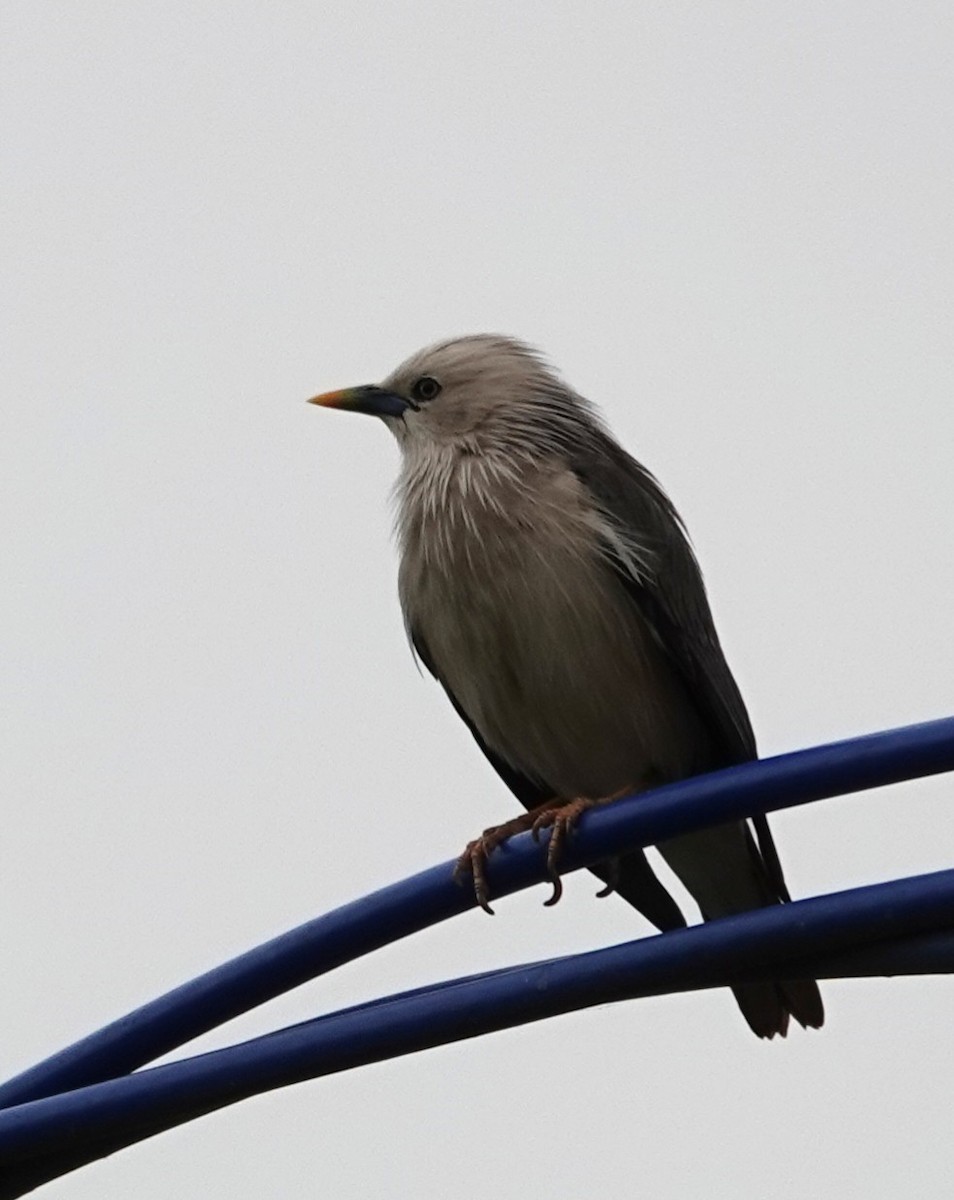 Chestnut-tailed Starling - ML618887517