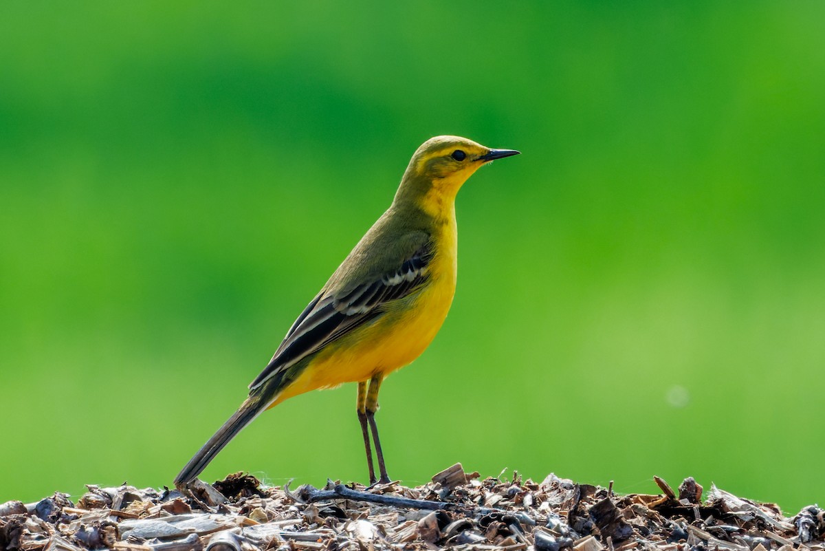 Western Yellow Wagtail - David Spencer
