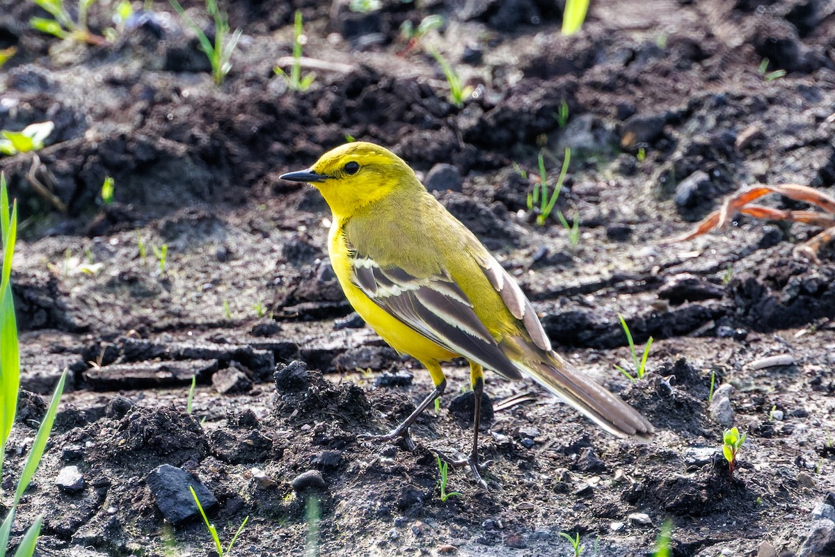 Western Yellow Wagtail - David Spencer