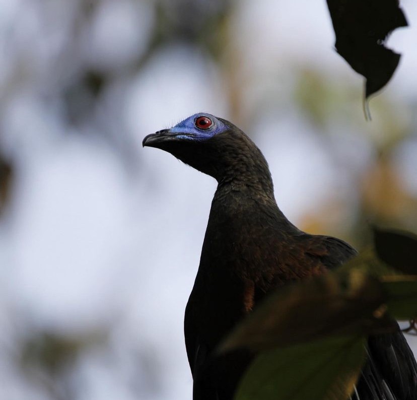 Sickle-winged Guan - ML618887554