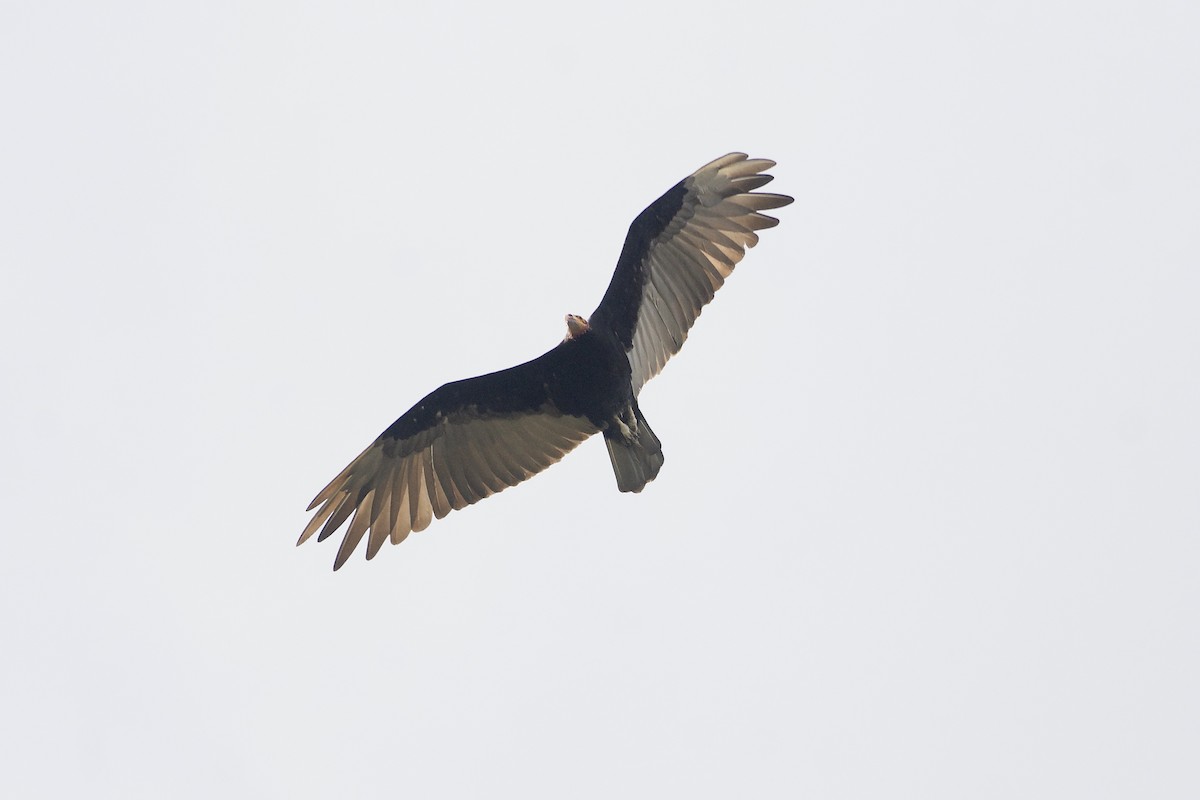 Lesser Yellow-headed Vulture - ML618887595
