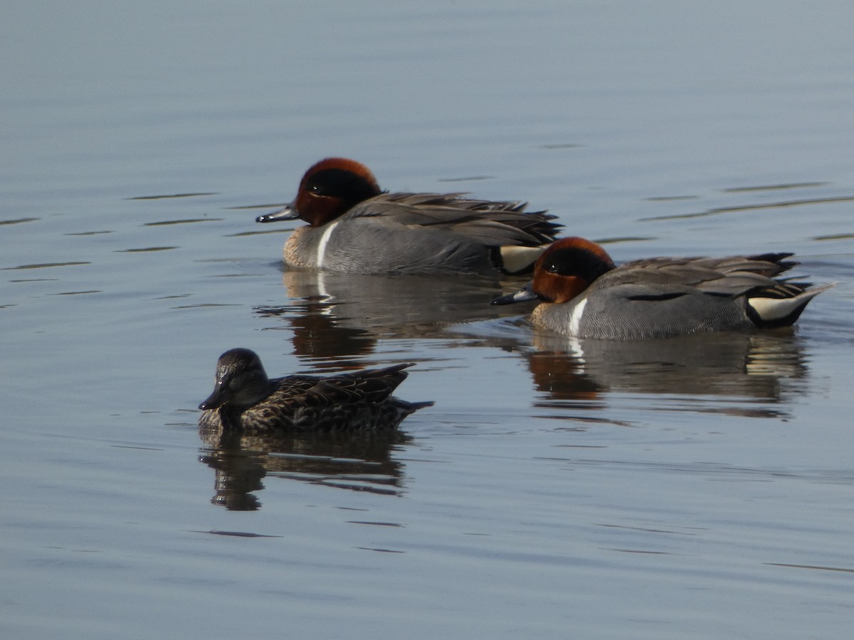 Green-winged Teal - ML618887598