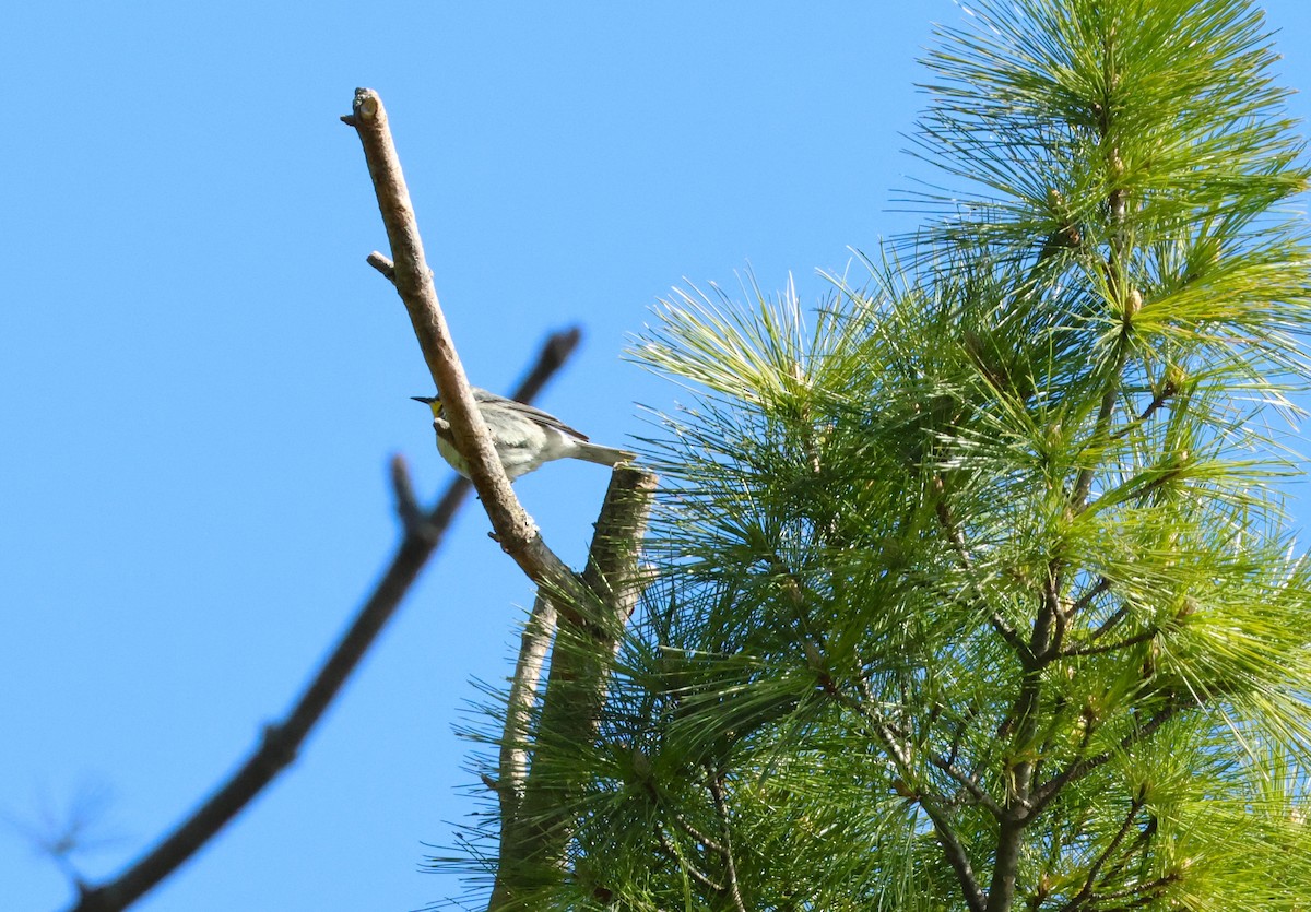 Yellow-throated Warbler - ML618887632