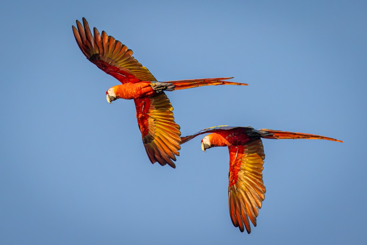 Scarlet Macaw - ML618887672