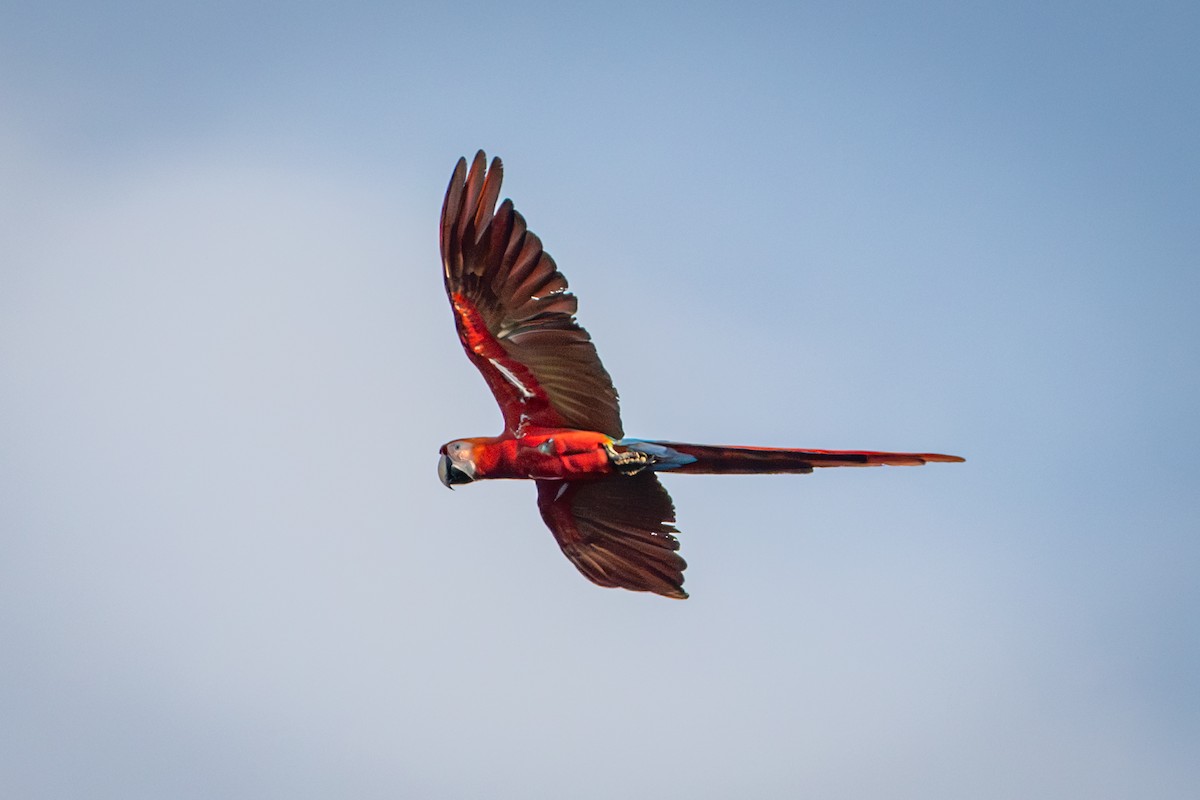 Scarlet Macaw - ML618887673