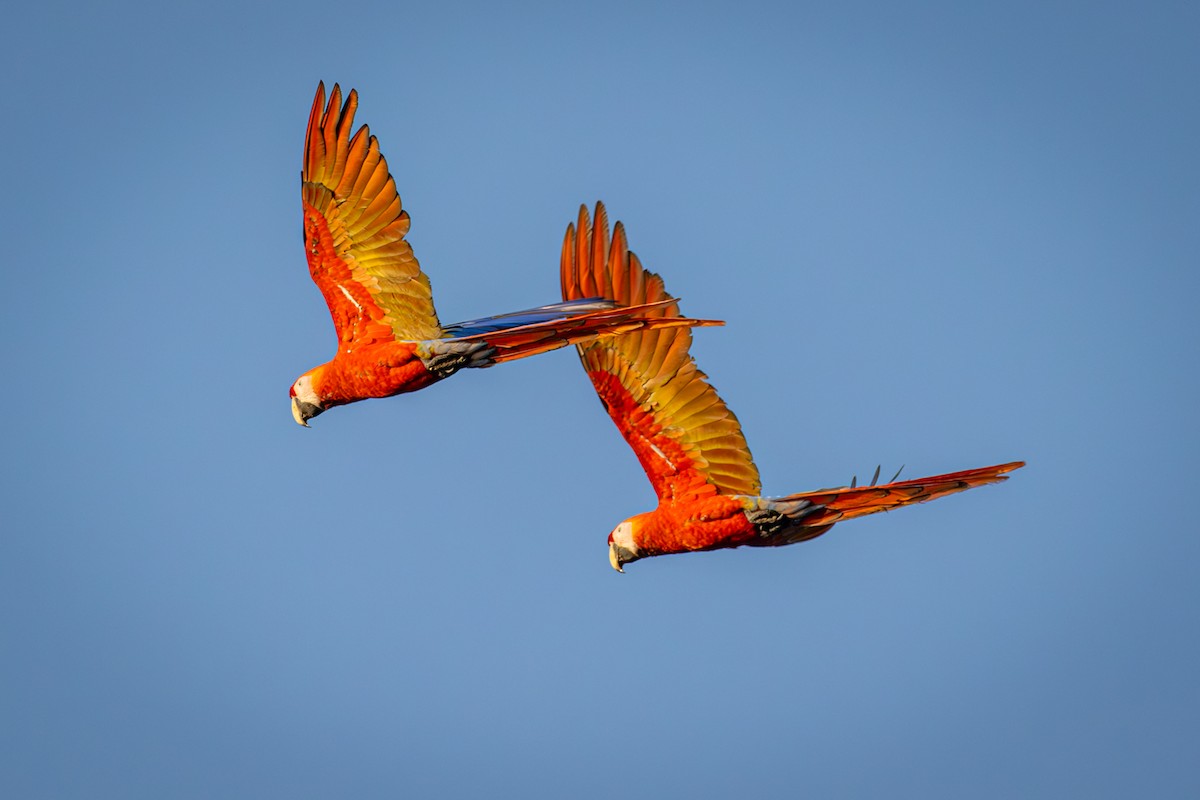 Scarlet Macaw - Michael Warner