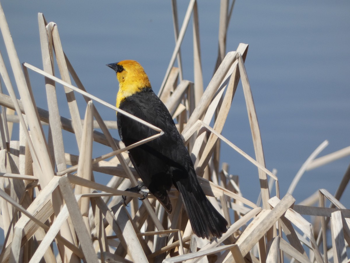 Yellow-headed Blackbird - ML618887713