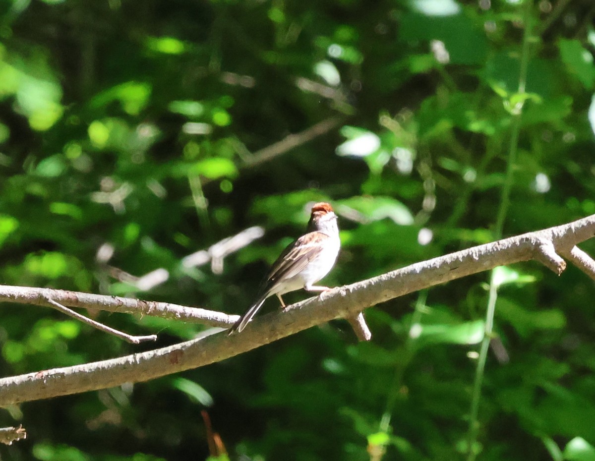 Chipping Sparrow - James Reed
