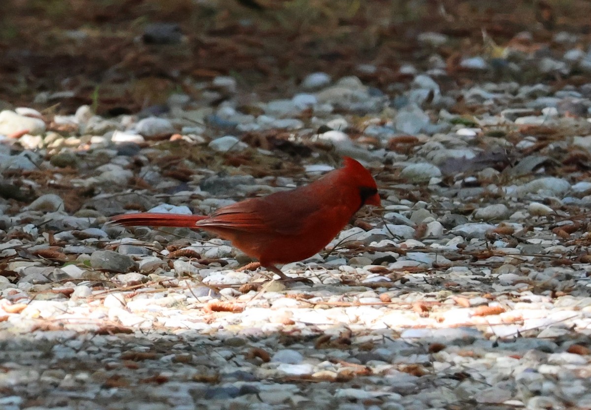 Cardinal rouge - ML618887806
