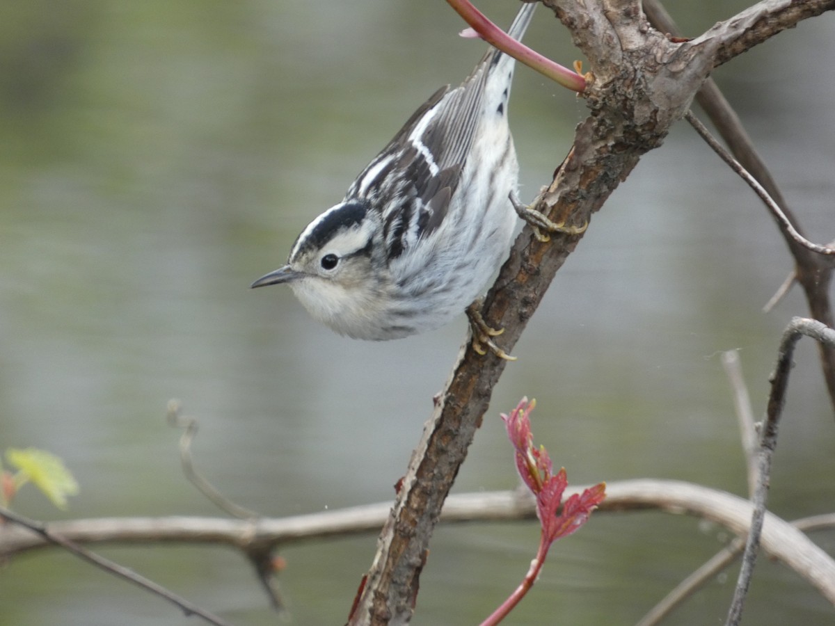 Black-and-white Warbler - ML618887815