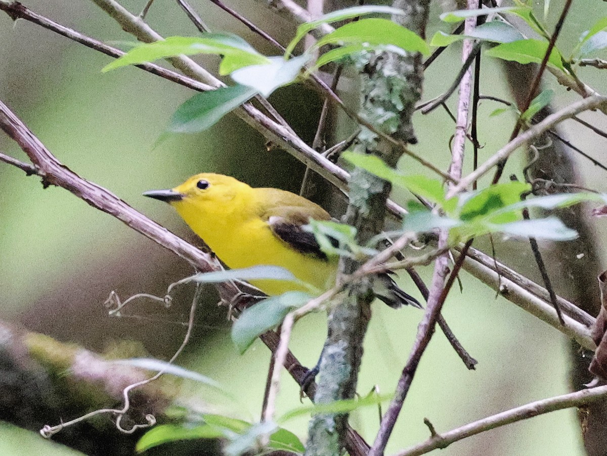 Prothonotary Warbler - ML618887830
