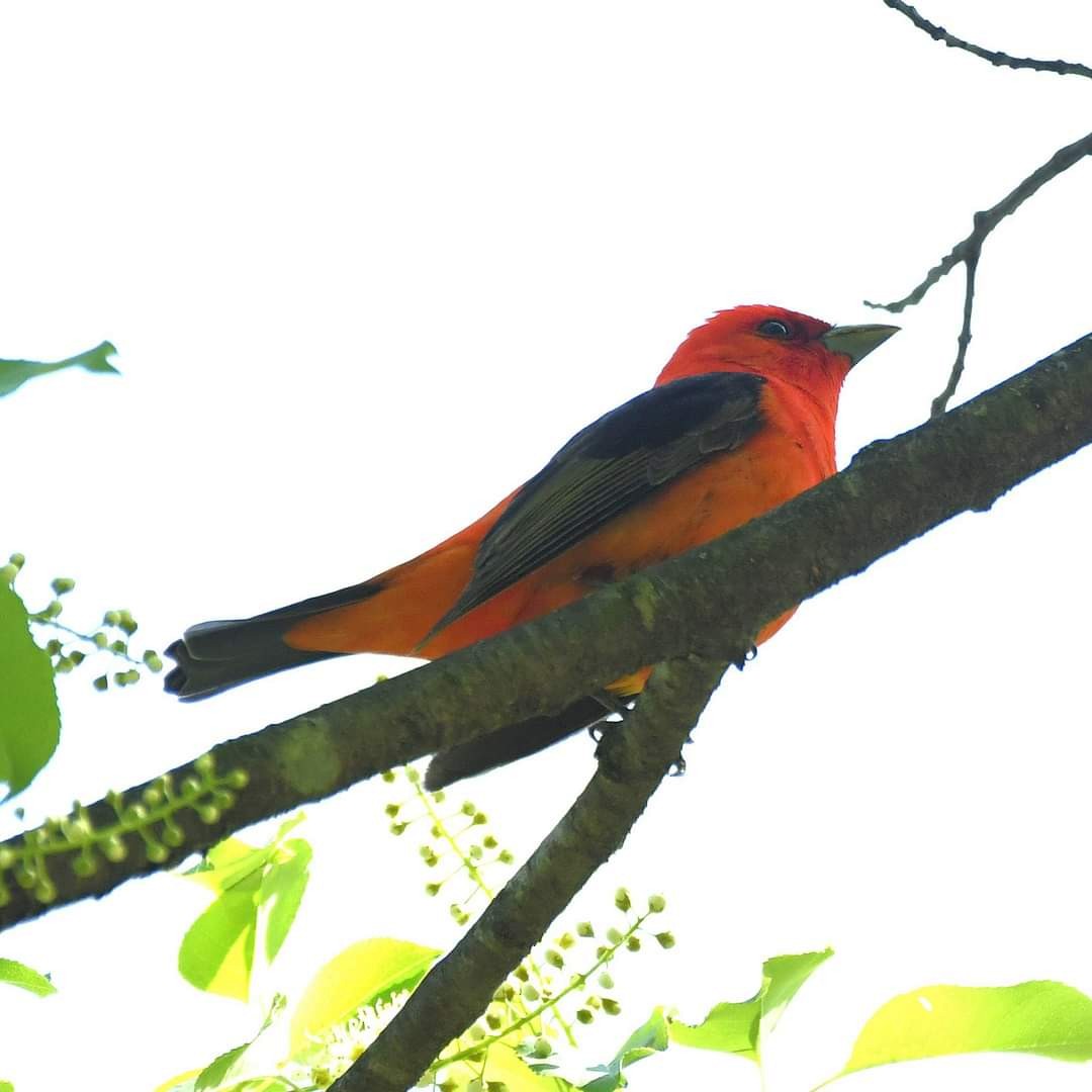 Scarlet Tanager - ML618887847
