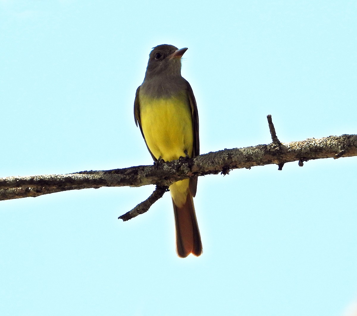 Great Crested Flycatcher - ML618887849