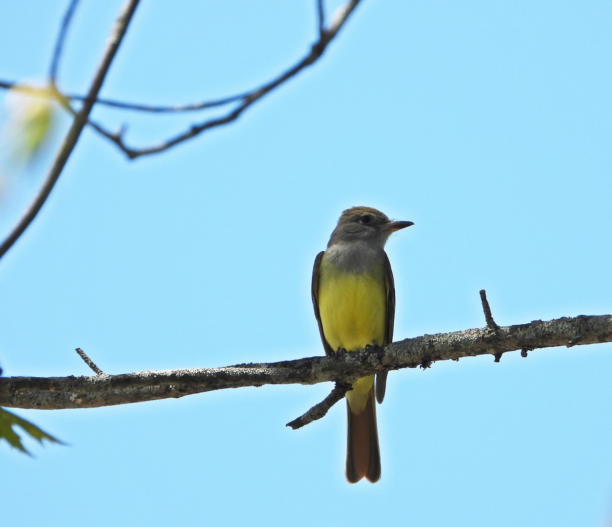 Great Crested Flycatcher - ML618887850
