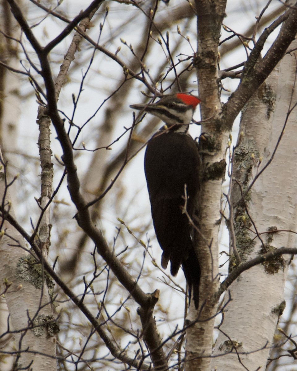 Pileated Woodpecker - Larry Waddell