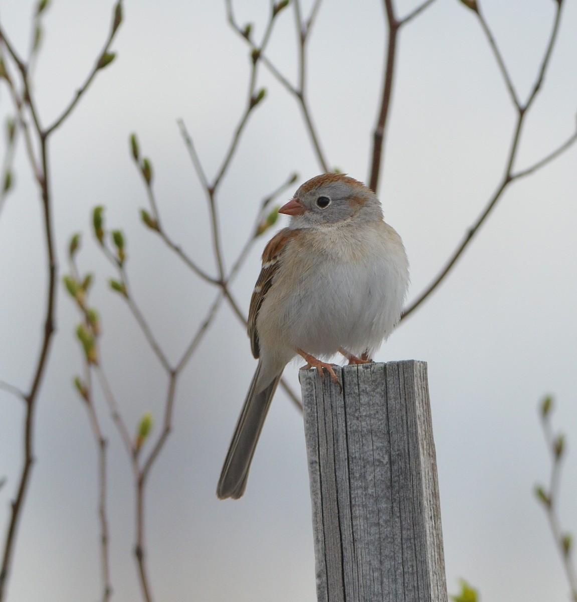 Field Sparrow - ML618887882