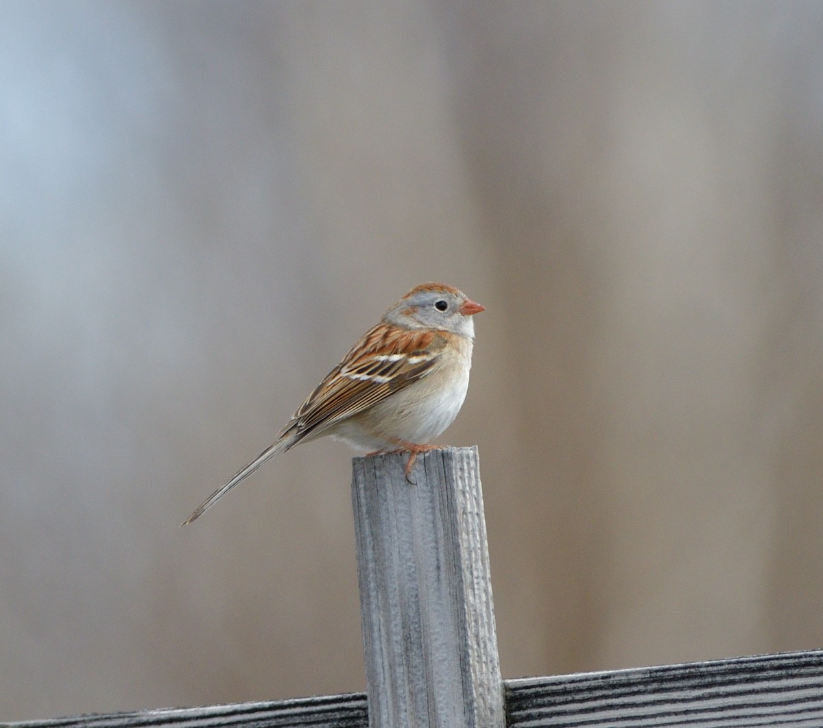 Field Sparrow - ML618887892