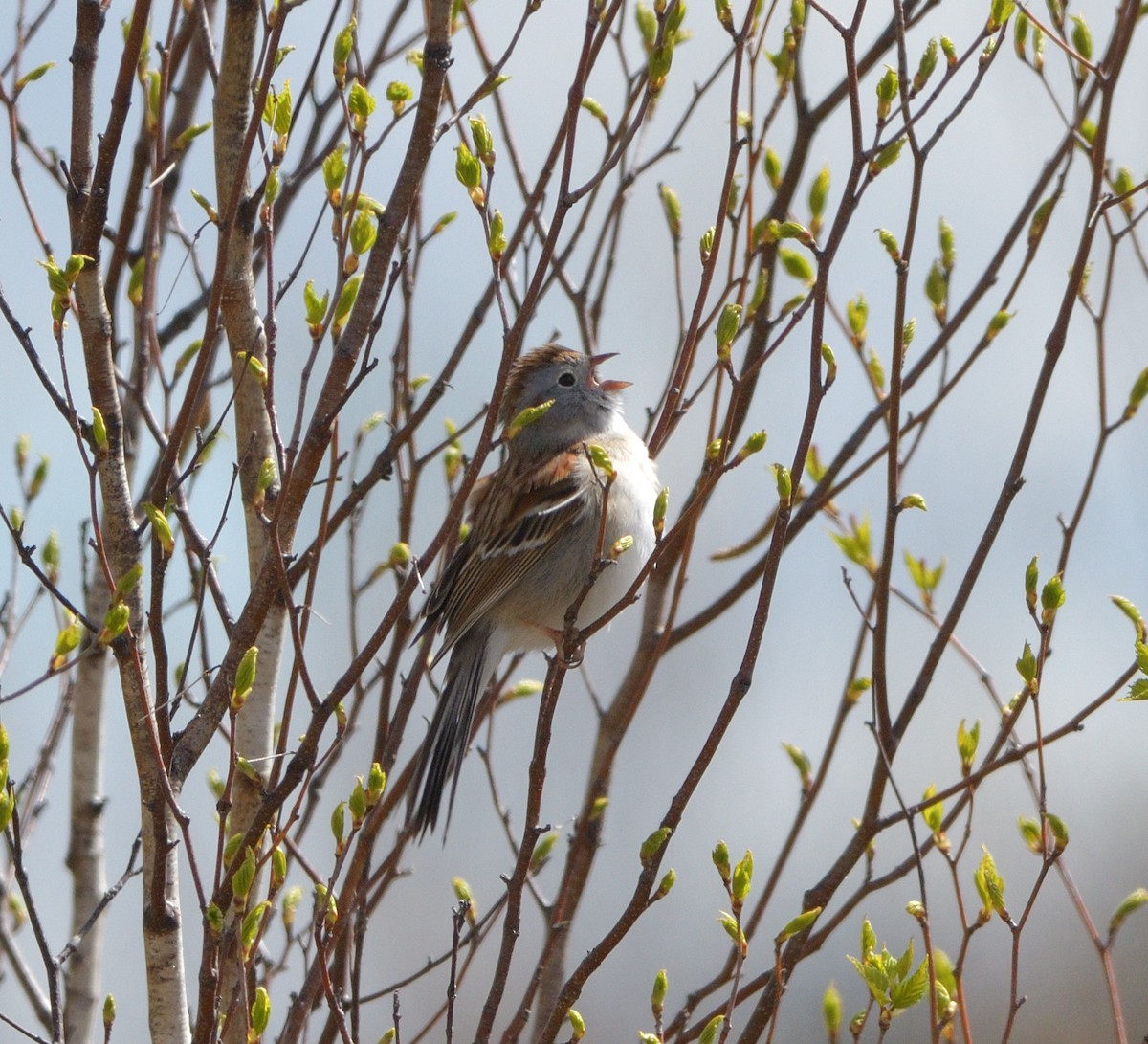 Field Sparrow - Woody Gillies