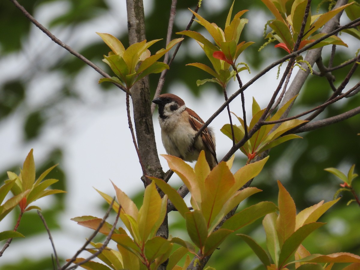 Eurasian Tree Sparrow - ML618887903