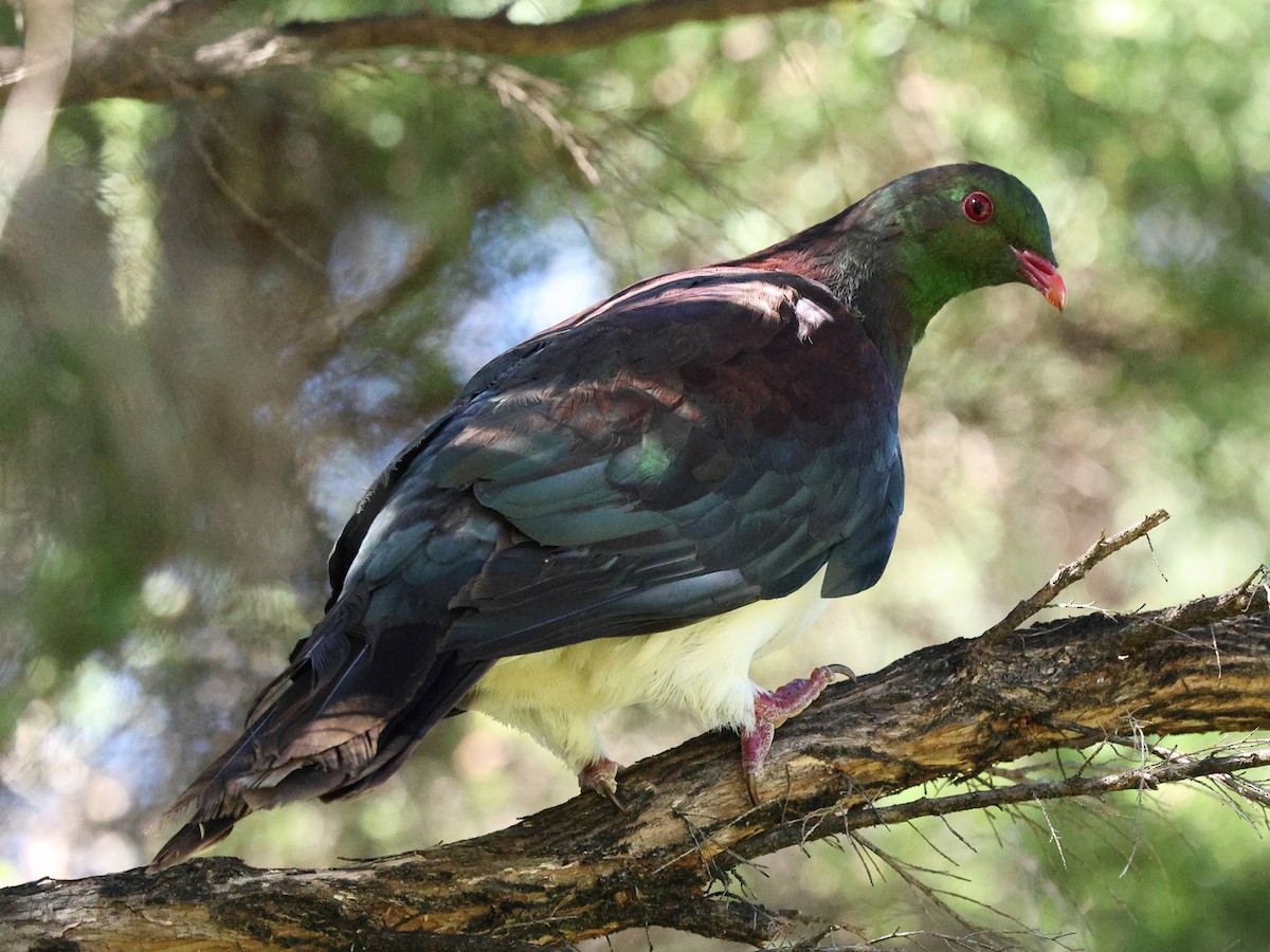 holub maorský - ML618887953