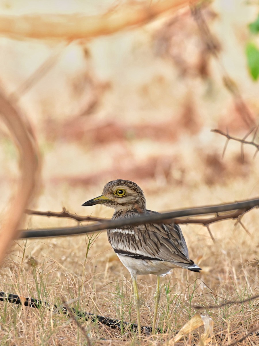 Indian Thick-knee - ML618887958