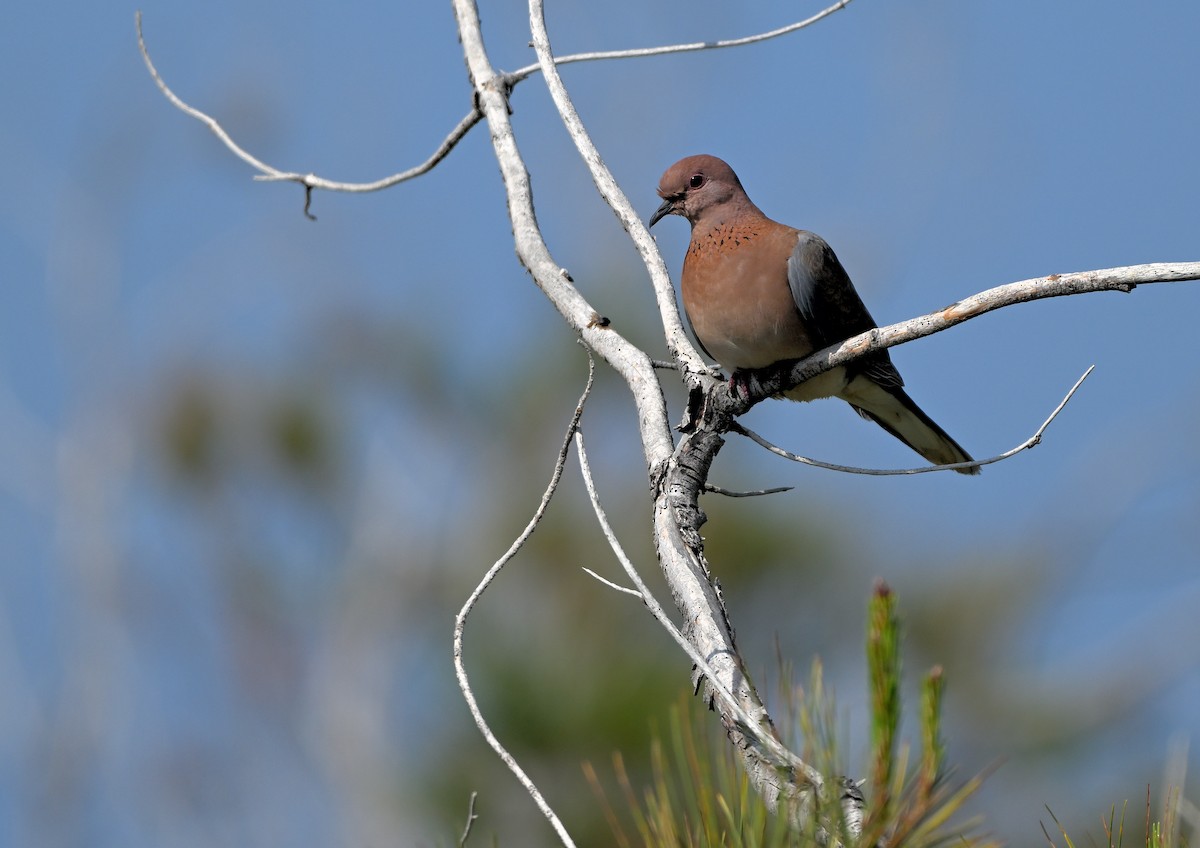 Laughing Dove - ML618887965