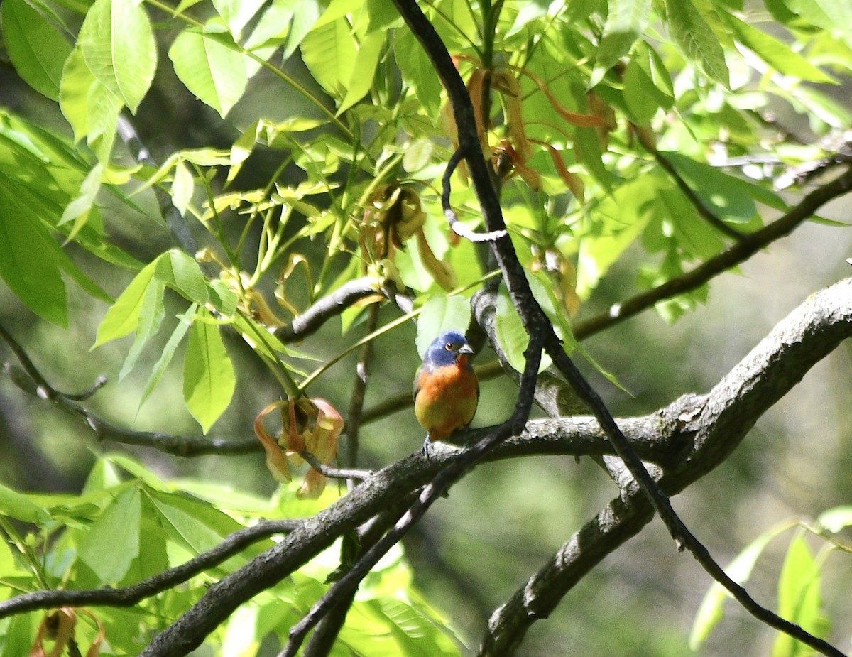 Painted Bunting - ML618887991