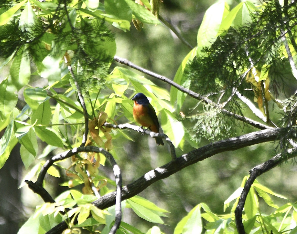 Painted Bunting - ML618887992