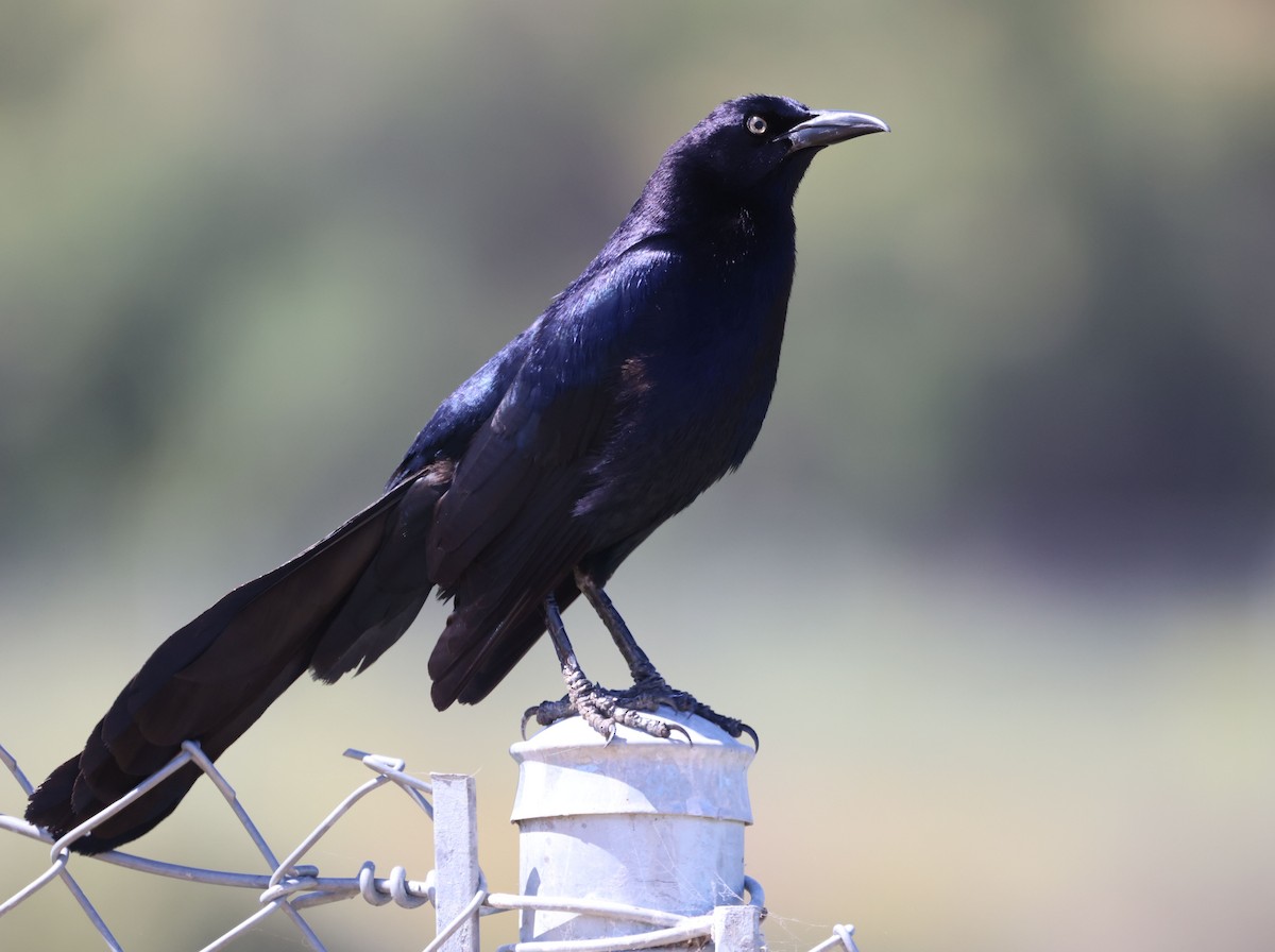 Great-tailed Grackle - ML618888020