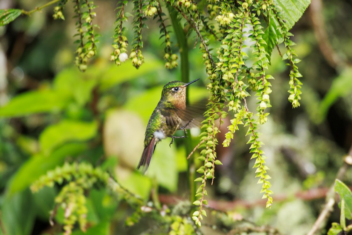 kolibřík dřišťálový - ML618888141