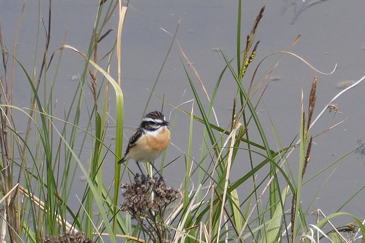 Whinchat - ML618888190