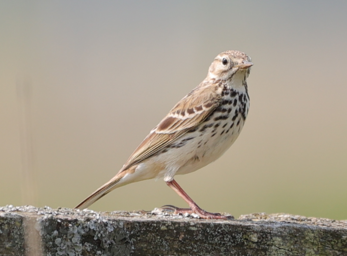 Meadow Pipit - ML618888191